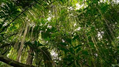 丛林景观异国情调的亚洲森林长满青苔的藤本植物晃来晃去的热带雨林树冠绿色自然背景